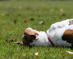 老犬は尻尾が下がるし お尻も小さくなってきたのは完全老化現象それとも病気 老犬の幸せな毎日の過ごし方