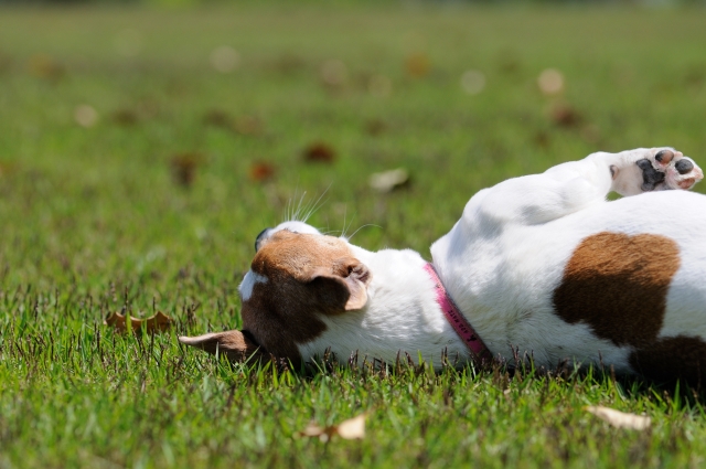 老犬は尻尾が下がるし お尻も小さくなってきたのは完全老化現象それとも病気 老犬の幸せな毎日の過ごし方